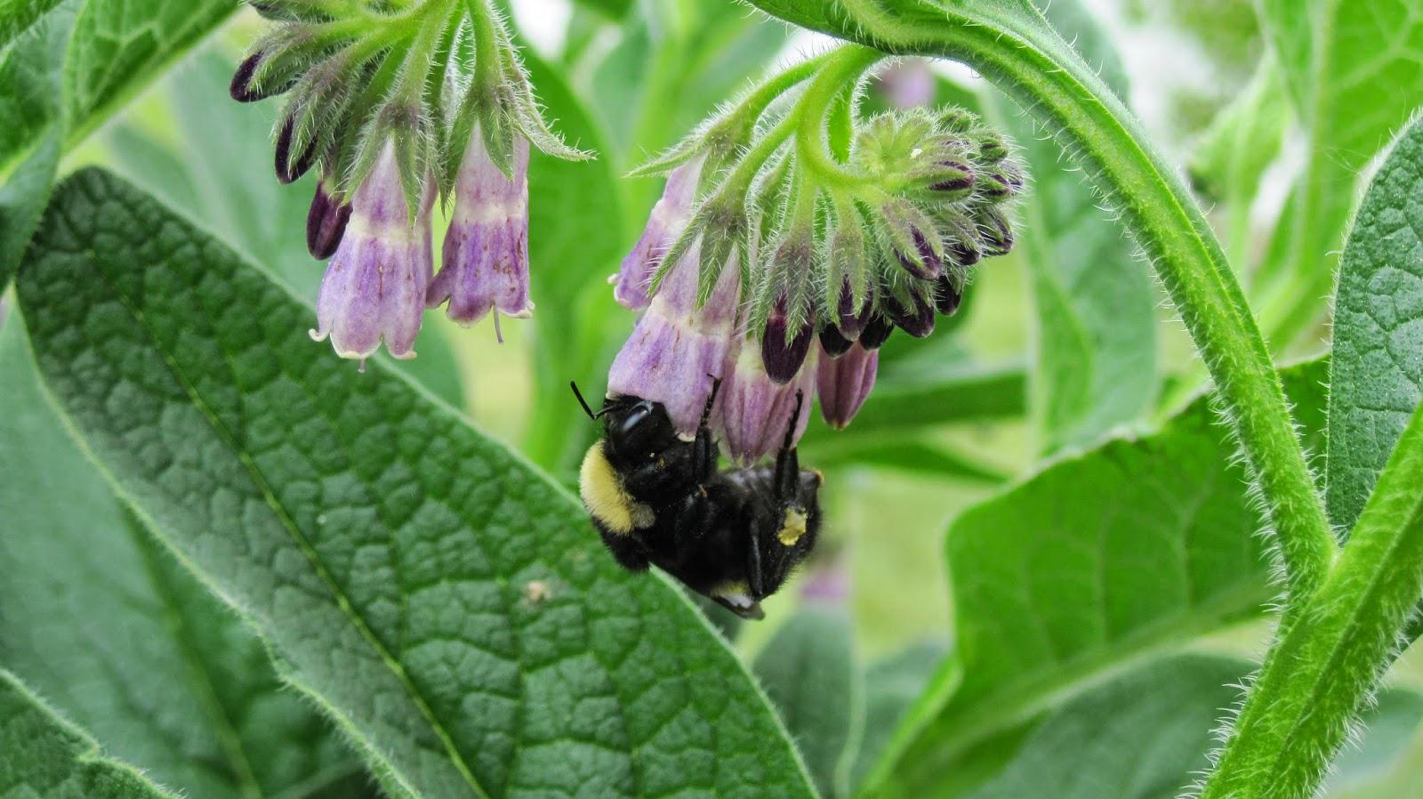 Comfrey